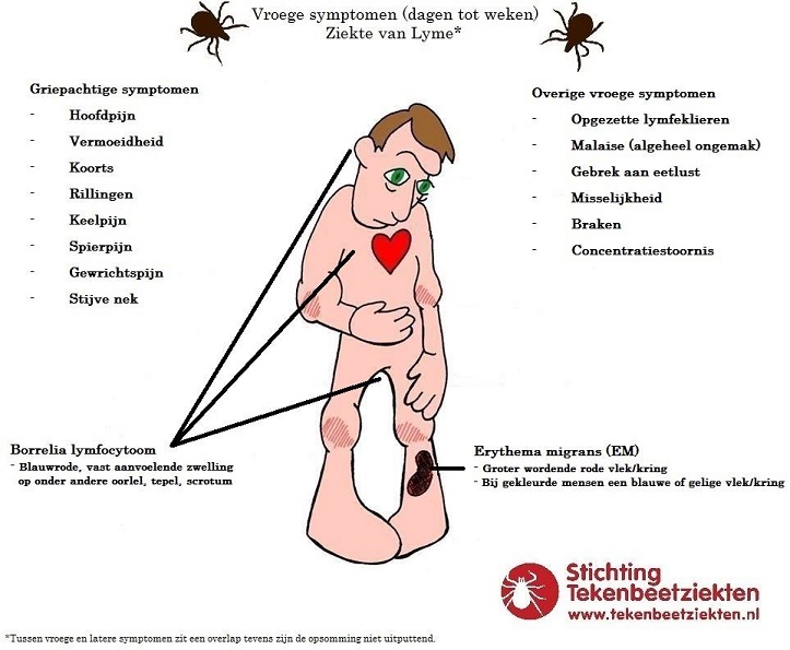 Lyme vroege symptomen.jpg