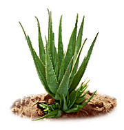aloe-f.gif