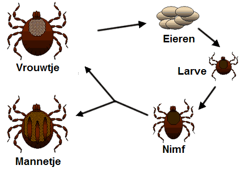 lyme1.png